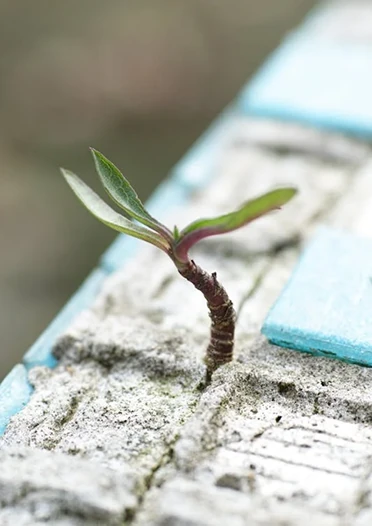 image of a plant